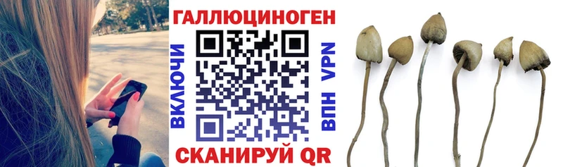 Галлюциногенные грибы Cubensis  Ленинградская 